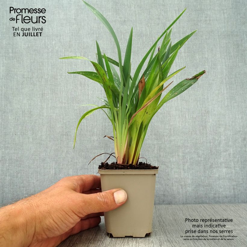 Esemplare di Dianella revoluta Blue Stream Vasetto da 8/9 cm consegnato in estate