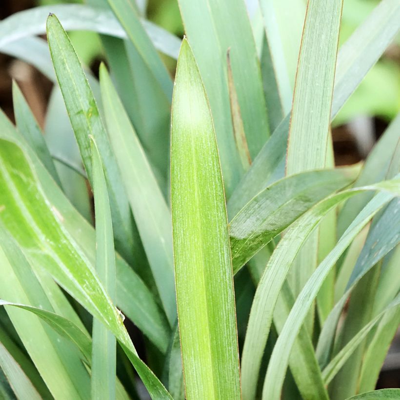 Dianella revoluta Blue Stream (Fogliame)