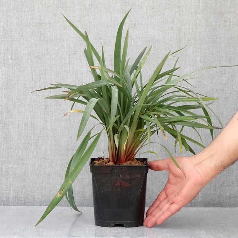 Dianella revoluta Blue Stream Vaso da 2L/3L esemplare consegnato in primavera