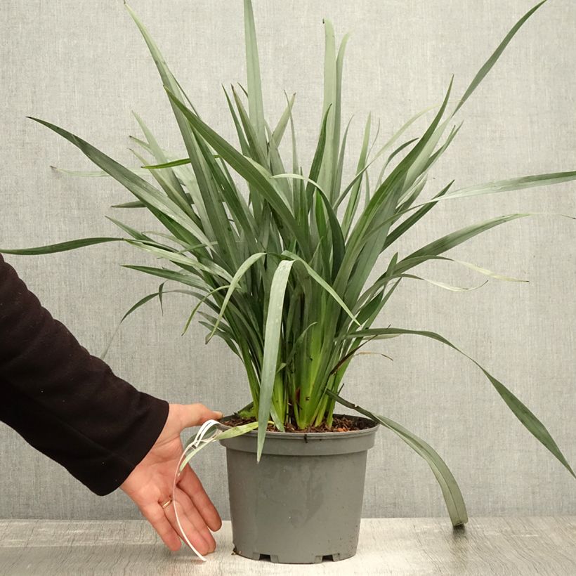 Esemplare di Dianella caerulea Cassa Blue Vaso da 2L/3L come consegnato in autunno