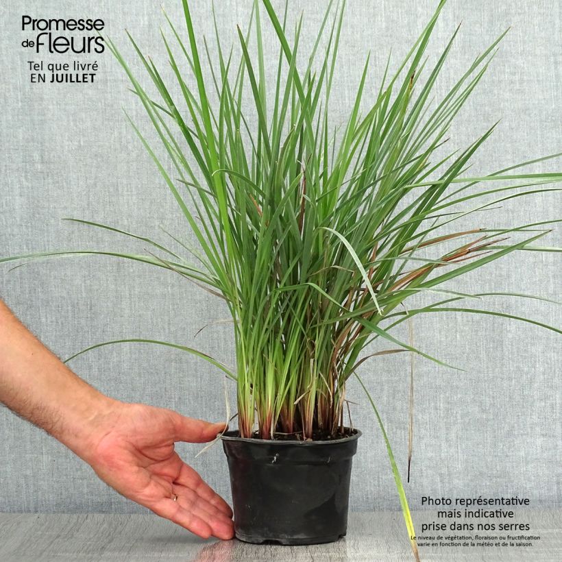 Esemplare di Dianella revoluta Coolvista Vasetto da 8/9 cm consegnato in estate