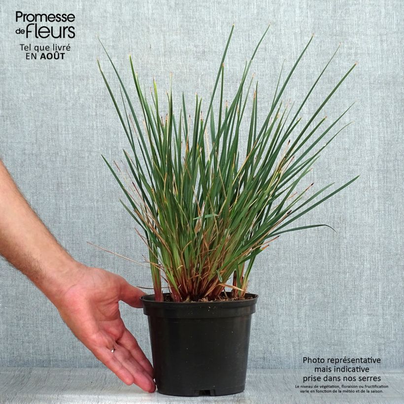Esemplare di Dianella revoluta Little Rev Vaso da 2L/3L consegnato in estate