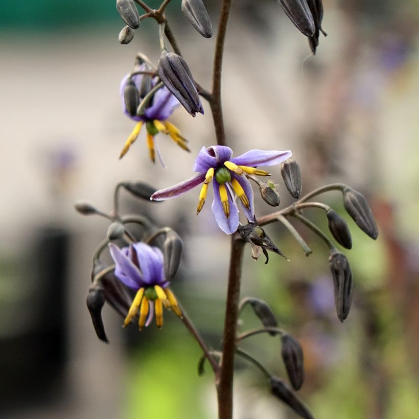 Dianella tasmanica Blaze (Fioritura)