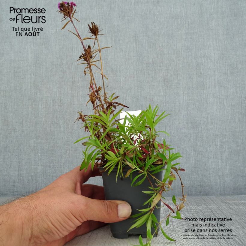 Esemplare di Dianthus barbatus Oeschberg - Garofano dei poeti Vasetto da 8/9 cm consegnato in estate