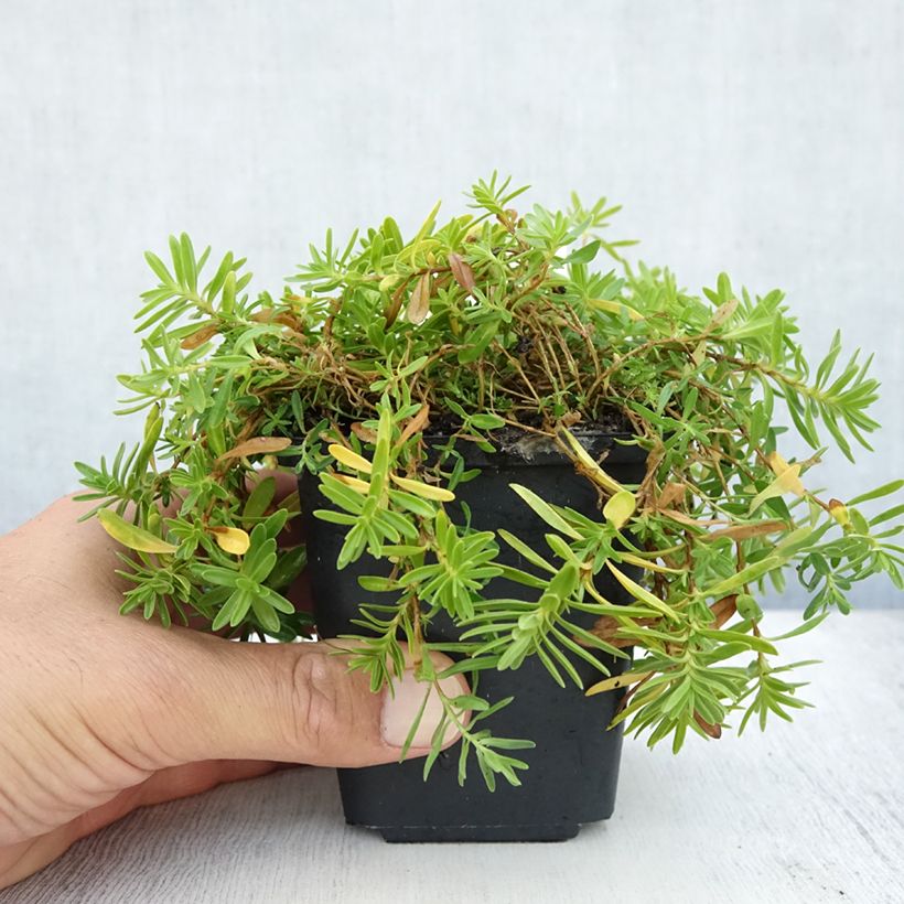 Esemplare di Dianthus deltoides Albiflorus - Garofanino minore Vasetto da 8/9 cm consegnato in estate