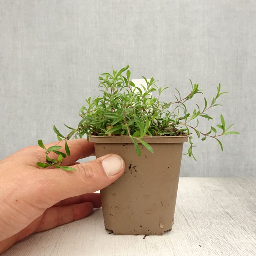 Esemplare di Dianthus deltoides Flashing Light - Garofanino minore Vasetto da 8/9 cm consegnato in estate