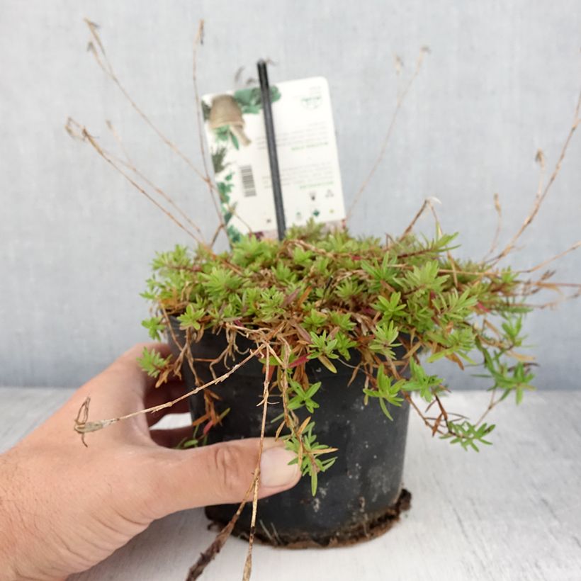 Esemplare di Dianthus deltoides - Garofanino minore Vaso da 1,5L/2L consegnato in estate