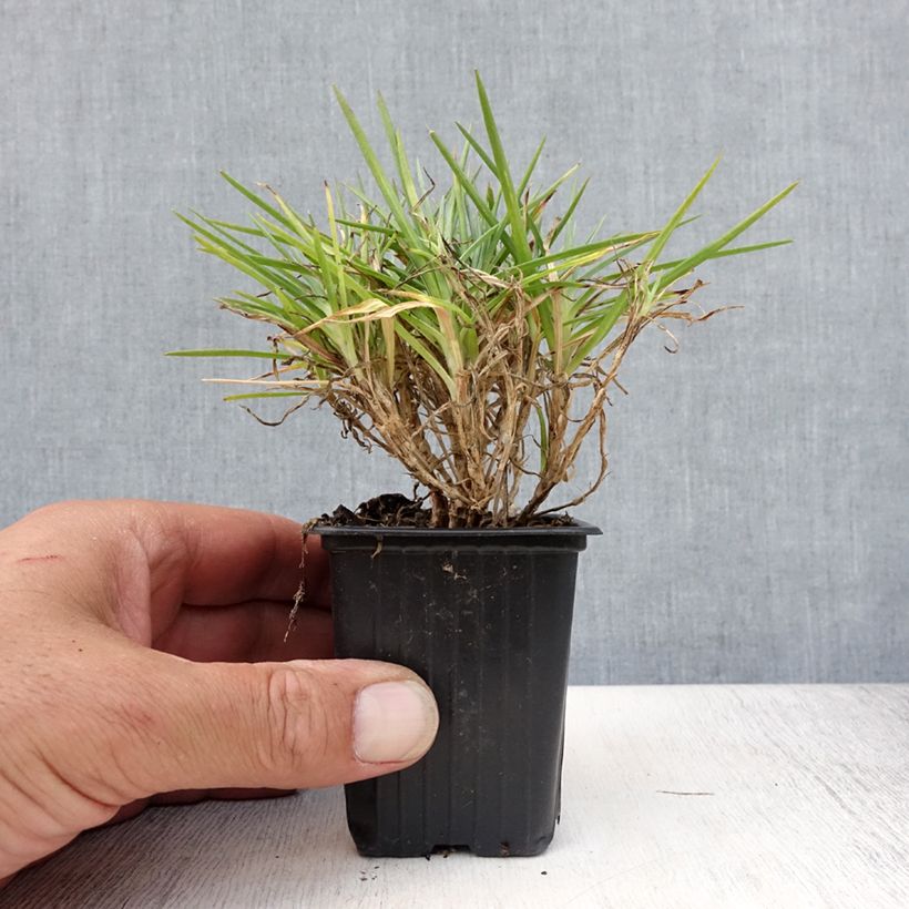 Esemplare di Dianthus Evening Star - Garofano Vasetto da 7/8 cm consegnato in estate