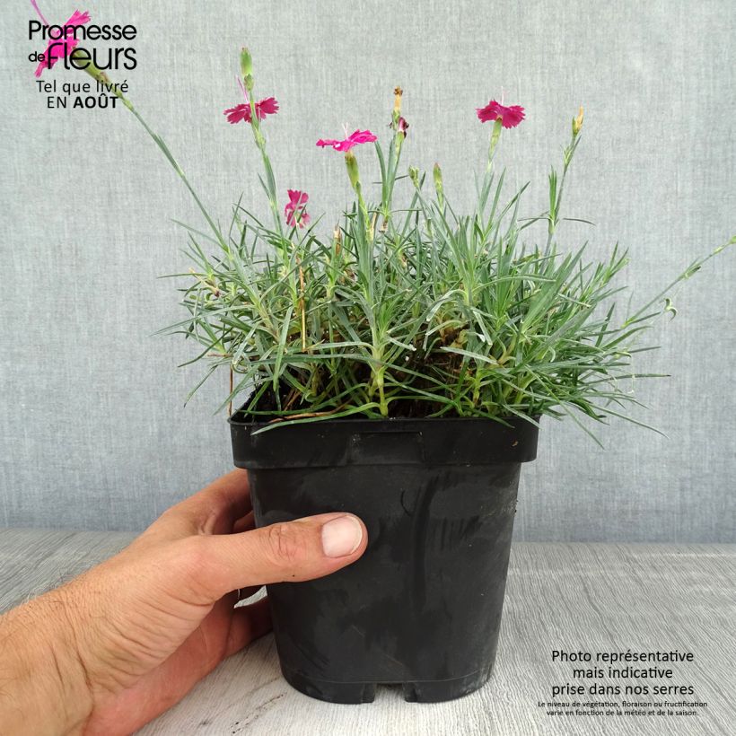 Esemplare di Dianthus gratianopolitanus Badenia - Garofano di Grenoble Vaso da 2L/3L consegnato in estate
