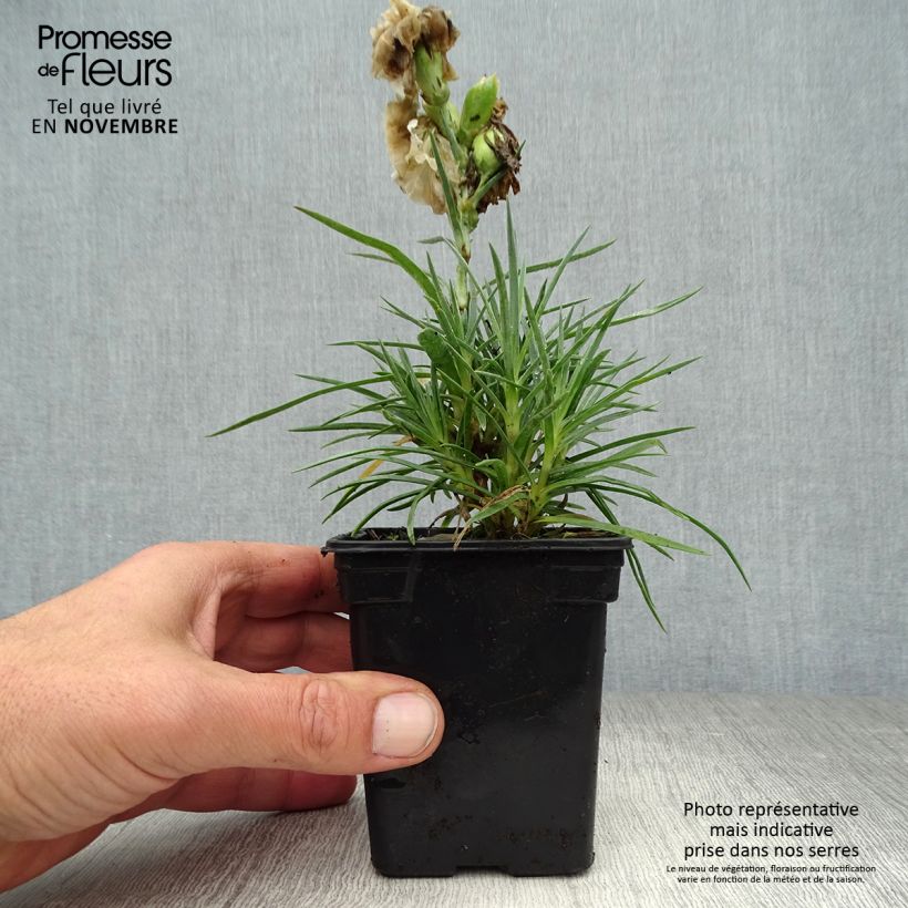 Esemplare di Dianthus plumarius Devon Dove - Garofano strisciante Vasetto da 7/8 cm come consegnato in autunno