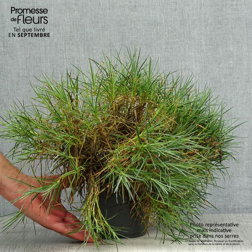 Esemplare di Dianthus plumarius Moulin Rouge - Garofano strisciante Vaso da 2L/3L consegnato in estate