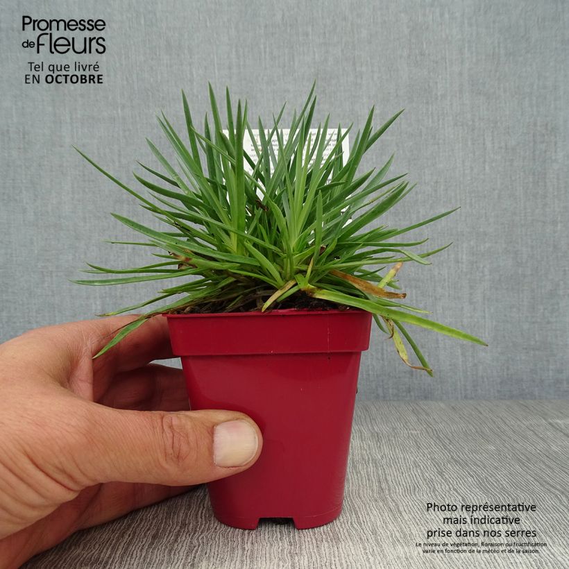 Esemplare di Dianthus plumarius Passion Hot Red - Garofano strisciante Vasetto da 8/9 cm come consegnato in autunno