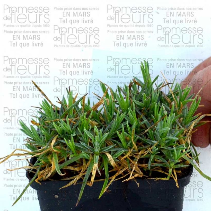 Esempio di esemplare Dianthus plumarius Pike's Pink - Garofano strisciante Vasetto da 8/9 cm come consegnato
