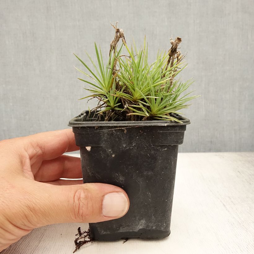 Esemplare di Dianthus plumarius Scent First Coconut Sundae - Garofano strisciante Vasetto da 7/8 cm consegnato in estate