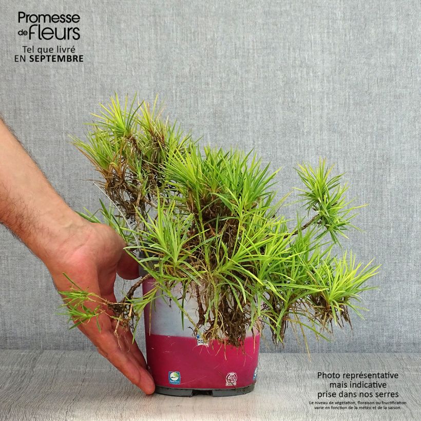 Esemplare di Dianthus plumarius Scent First Raspberry Sundae - Garofano strisciante Vaso da 2L/3L consegnato in estate