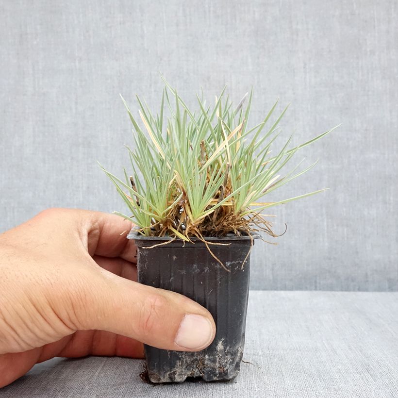 Esemplare di Dianthus Pop Star - Garofano Vasetto da 8/9 cm consegnato in estate