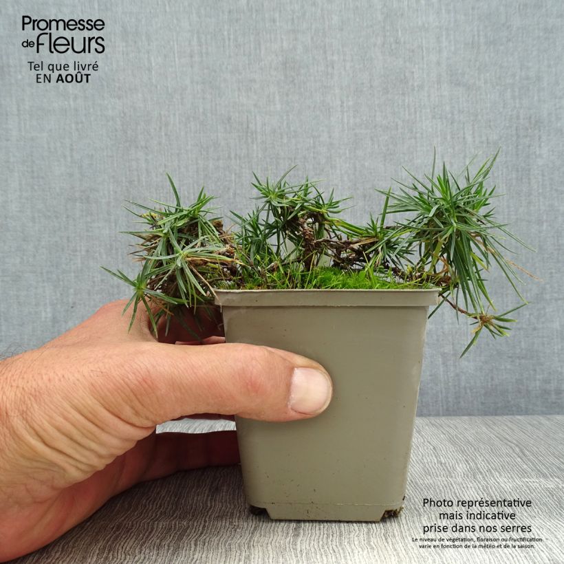 Esemplare di Dianthus spiculifolius - Garofano Vasetto da 8/9 cm consegnato in estate