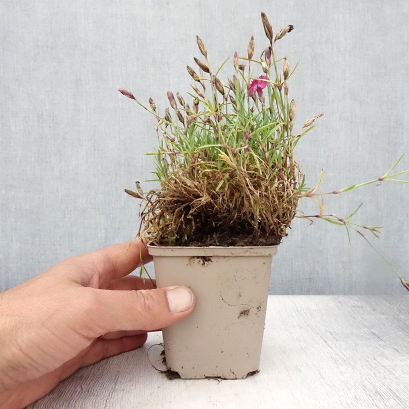 Esemplare di Dianthus Vivid Bright Light - Garofano Vasetto da 8/9 cm consegnato in estate