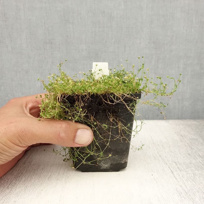 Esemplare di Dicentra Pink Diamonds Vasetto da 8/9 cm consegnato in estate