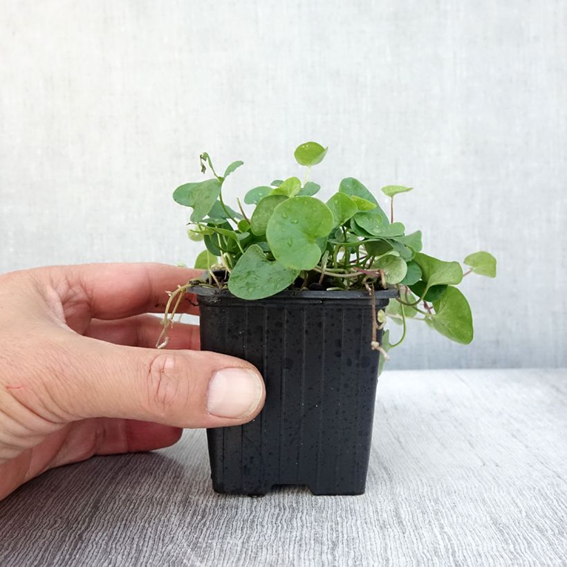 Esemplare di Dichondra repens Vasetto da 8/9 cm come consegnato in autunno