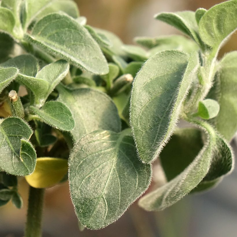 Dicliptera squarrosa (Fogliame)