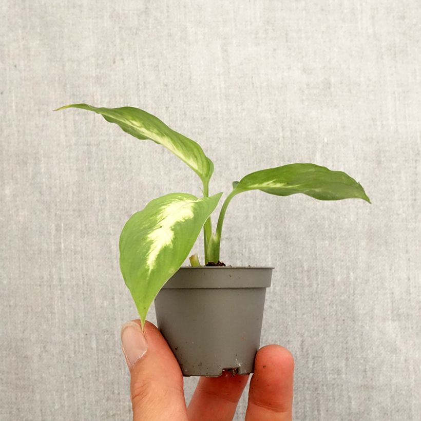 Dieffenbachia Camilla Motte 5 cm x 7 cm esemplare consegnato in primavera