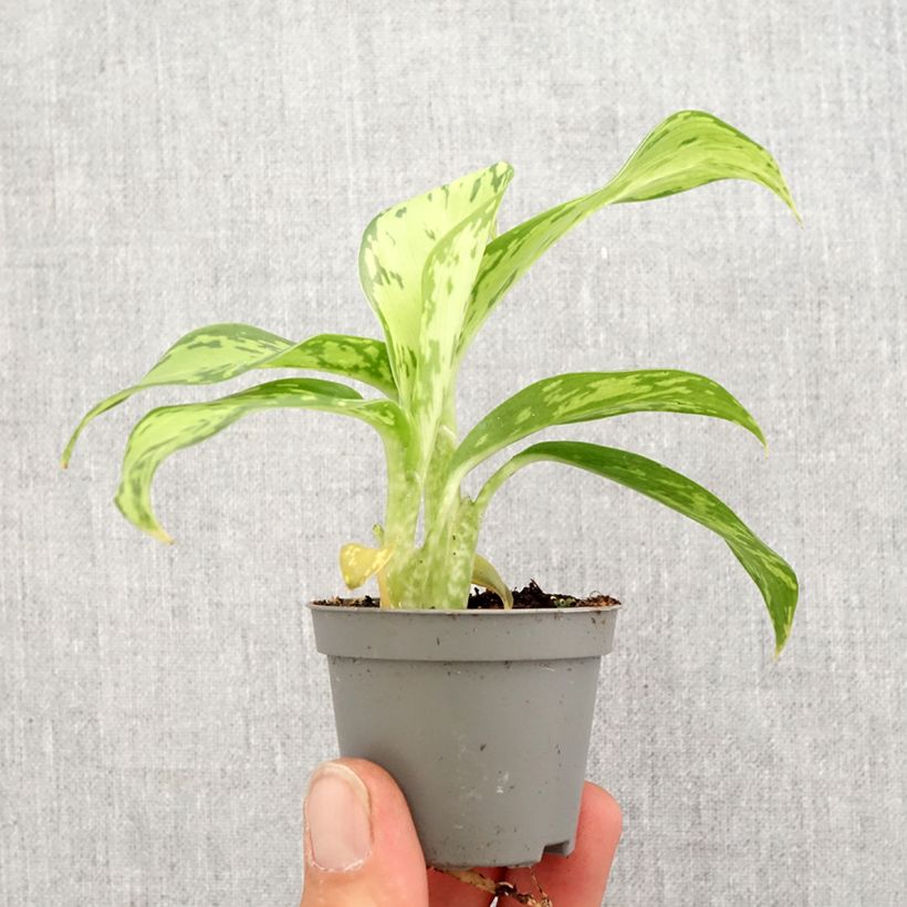 Dieffenbachia Crocodile - Motte 5 cm x 7 cm esemplare consegnato in primavera