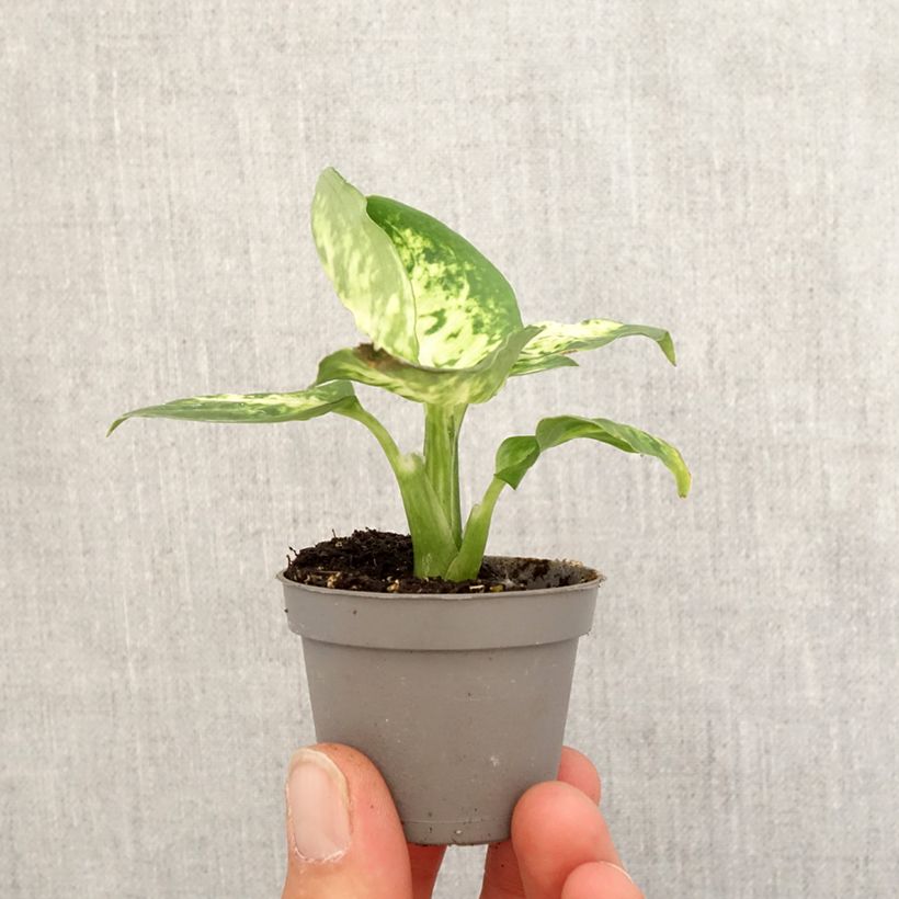 Dieffenbachia maculata Amy - Motte 5 cm x 7 cm esemplare consegnato in primavera