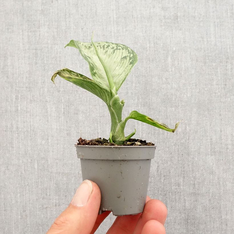 Dieffenbachia Tropic Snow Motte 5 cm x 7 cm esemplare consegnato in primavera