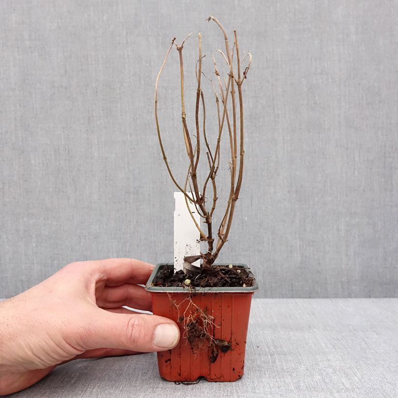 Diervilla rivularis Troja Black Vasetto da 8/9 cm esemplare consegnato in inverno