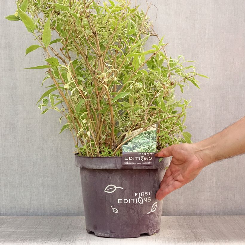 Esemplare di Diervilla sessilifolia Cool Splash Vaso da 7,5L/10L consegnato in estate