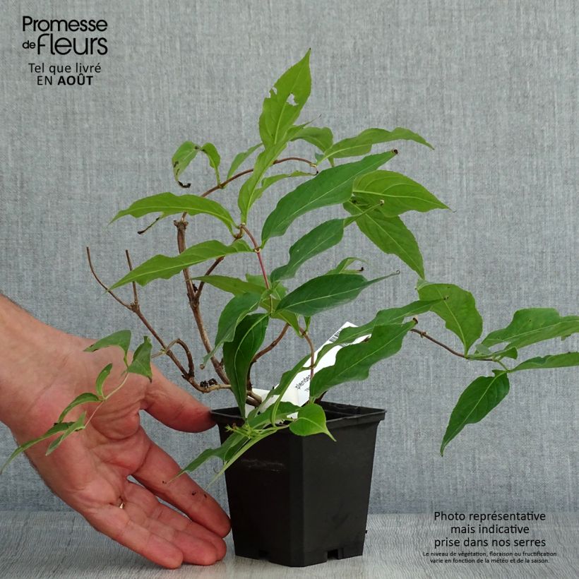 Esemplare di Diervilla splendens Vasetto da 8/9 cm consegnato in estate