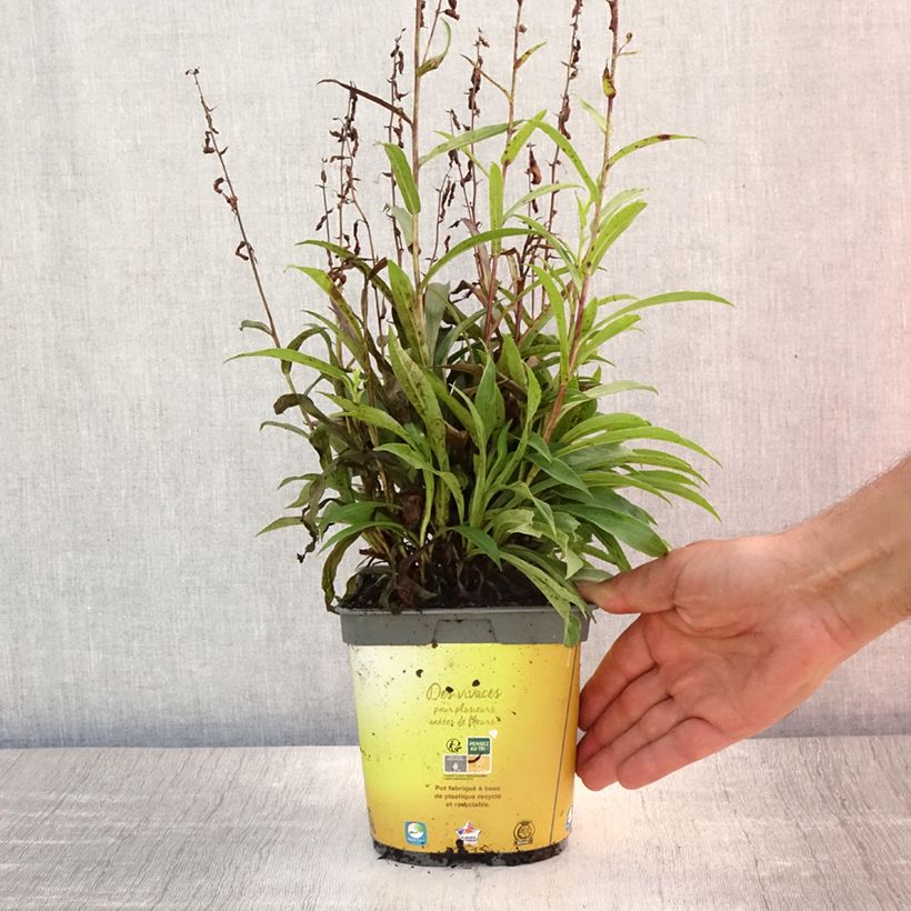 Esemplare di Digitalis Goldcrest - Digitale ibrido Vaso da 1,5L/2L consegnato in estate