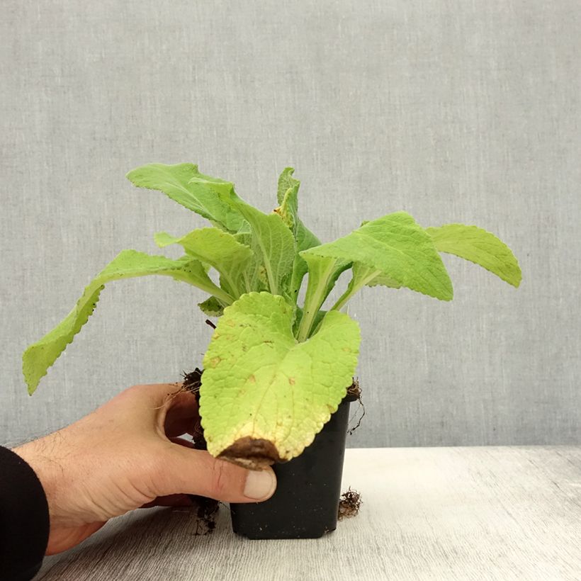 Esemplare di Digitalis purpurea Monstrosa - Digitale rossa Vasetto da 8/9 cm come consegnato in autunno