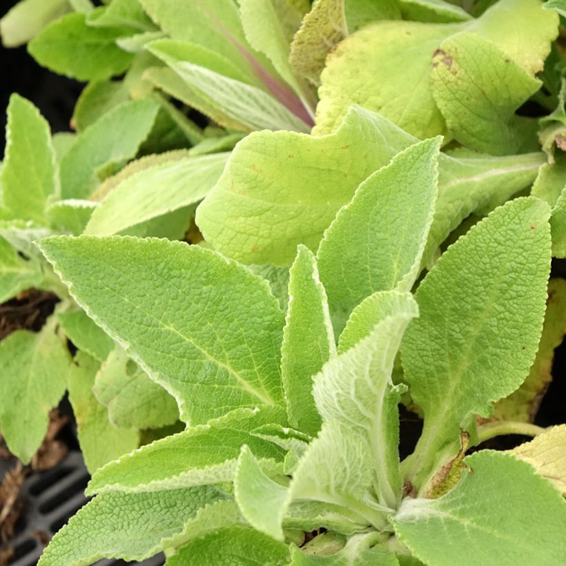 Digitalis purpurea Monstrosa - Digitale rossa (Fogliame)