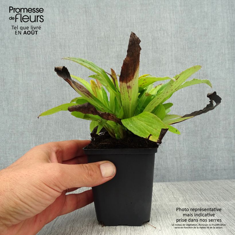 Esemplare di Digitalis ferruginea Gigantea - Digitale bruna Vasetto da 8/9 cm consegnato in estate