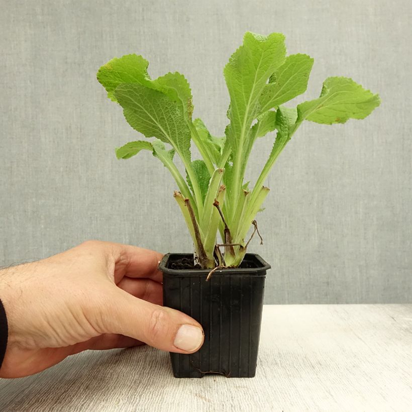 Esemplare di Digitalis laevigata Alba - Digitale Vasetto da 8/9 cm come consegnato in autunno