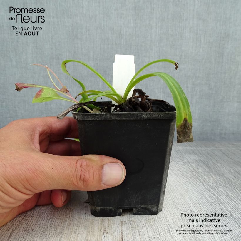Esemplare di Digitalis lanata Café Crème - Digitale lanata Vasetto da 8/9 cm consegnato in estate