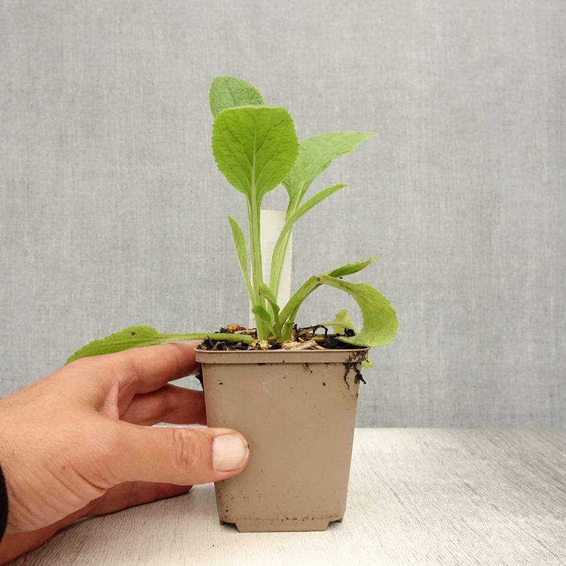 Esemplare di Digitalis purpurea - Digitale rossa Vasetto da 8/9 cm consegnato in estate
