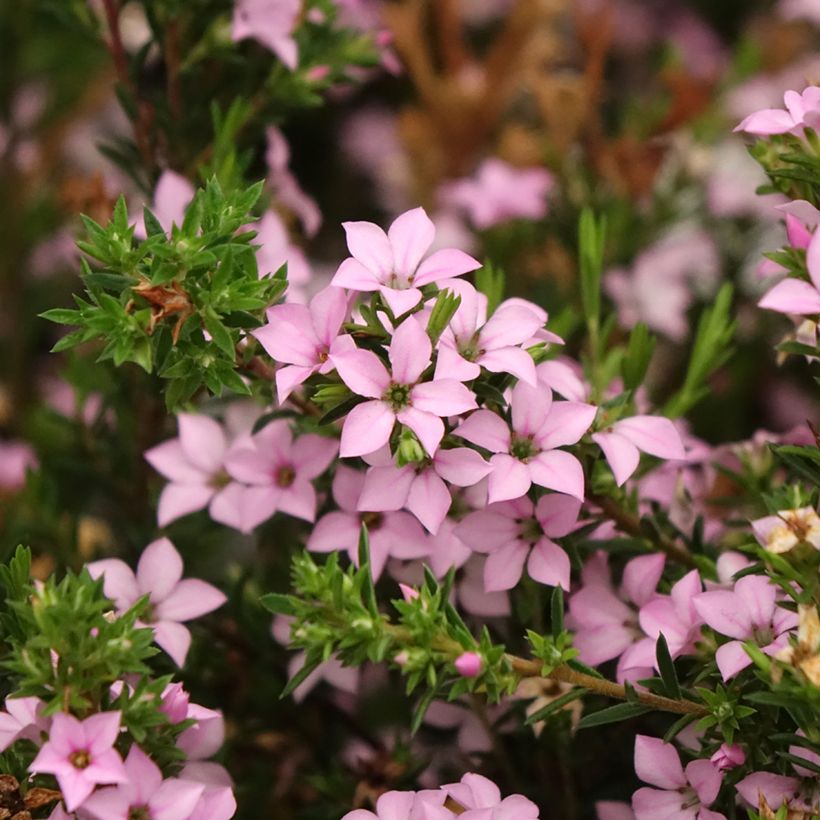 Diosma hirsuta Pink Diamond (Fioritura)