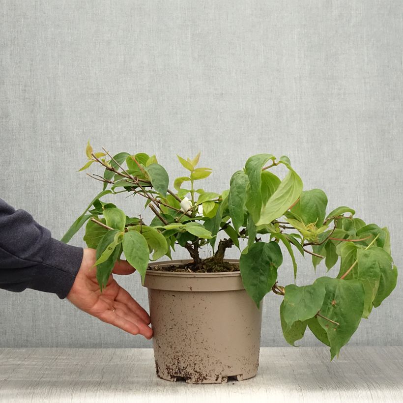 Dipelta floribunda Vaso da 3L/4L esemplare consegnato in primavera