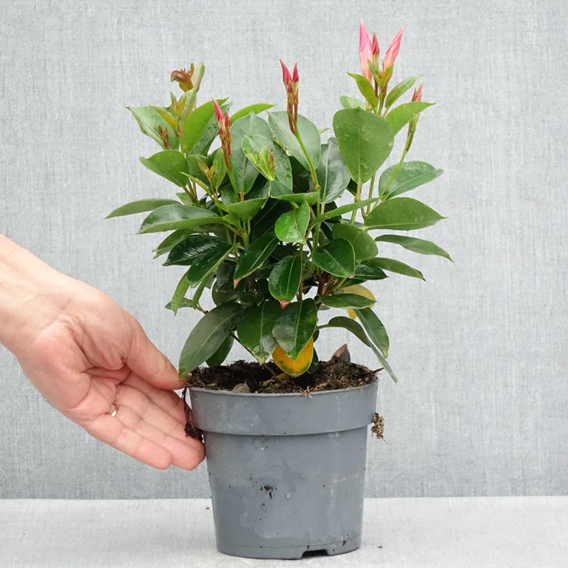 Dipladenia Bella Pink Star Vaso da Ø 10 cm/11 cm esemplare consegnato in primavera