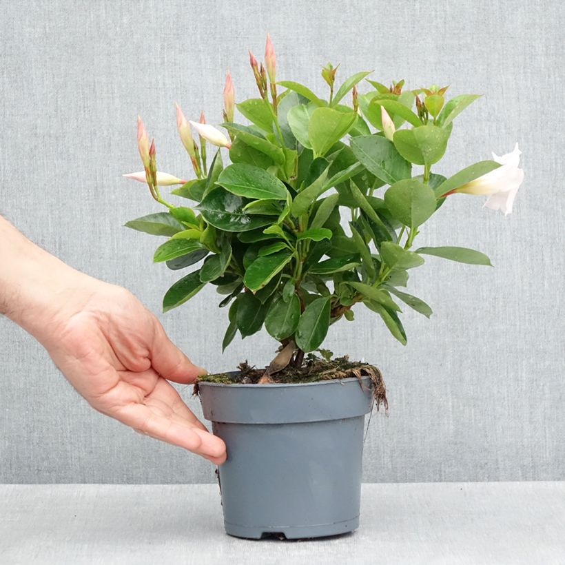 Dipladenia BELLA White Vaso da Ø 12 cm / 13 cm esemplare consegnato in primavera