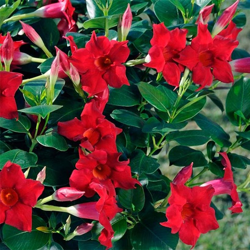 Dipladenia Diamantina Jade Scarlet (Fioritura)