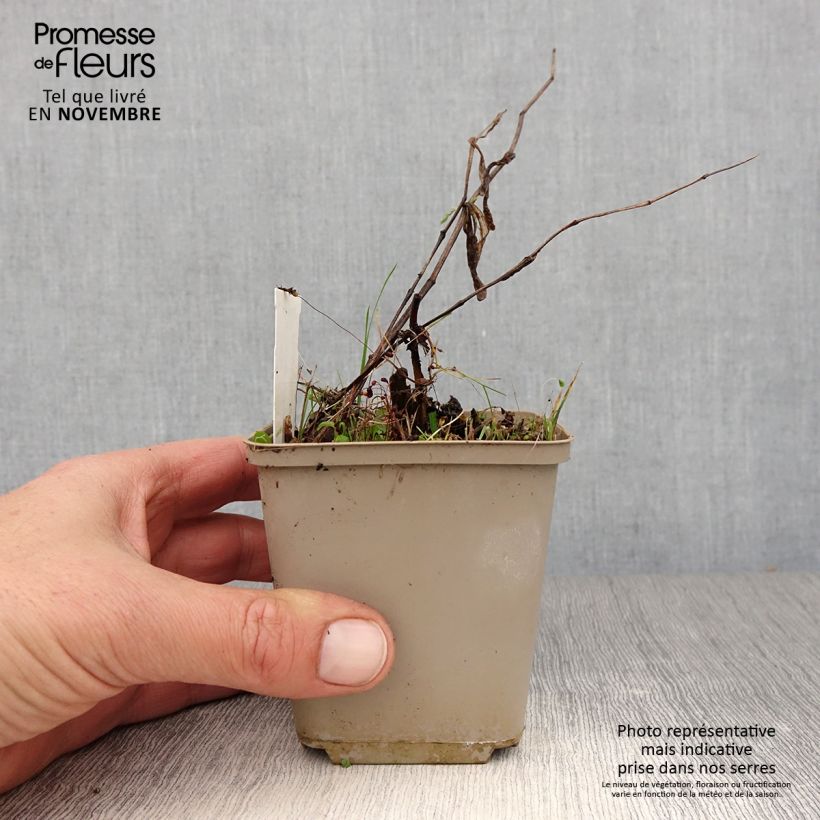 Esemplare di Disporum cantoniense Green Giant Vaso da Ø 10 cm/11 cm come consegnato in autunno