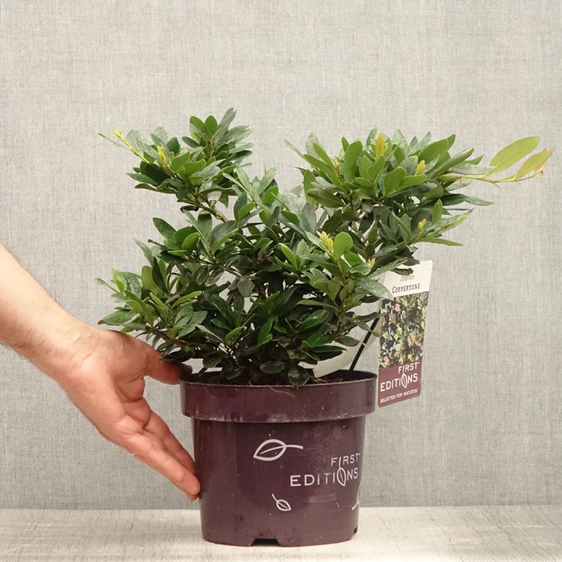 Esemplare di Distylium Coppertone Vaso da 2L/3L consegnato in estate