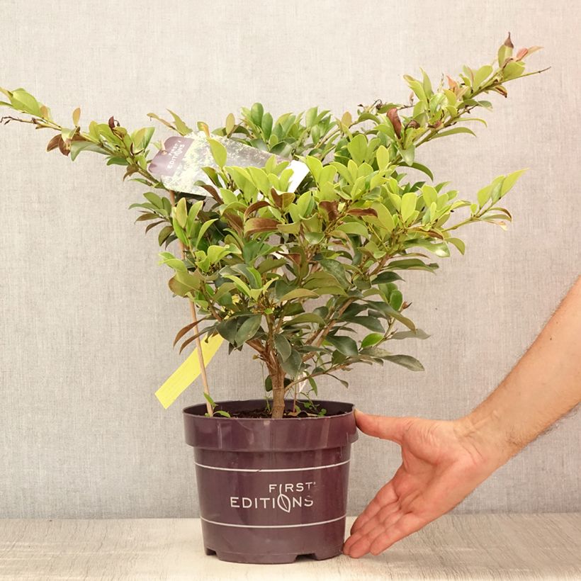 Esemplare di Distylium Linebacker Vaso da 3L/4L consegnato in estate