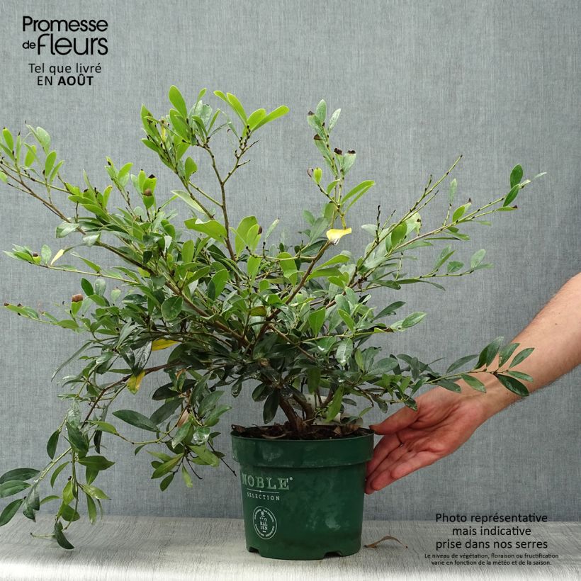 Esemplare di Distylium Blue Cascade Vaso da 4L/5L consegnato in estate