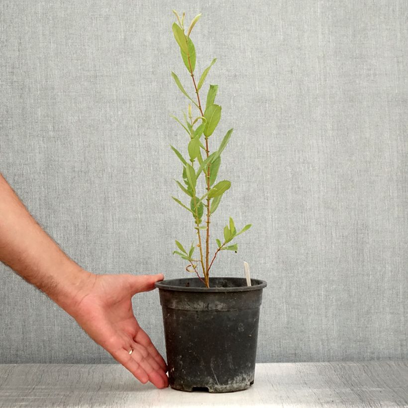 Esemplare di Dodecatheon jeffreyi Rotlicht Vaso da 2L/3L consegnato in estate