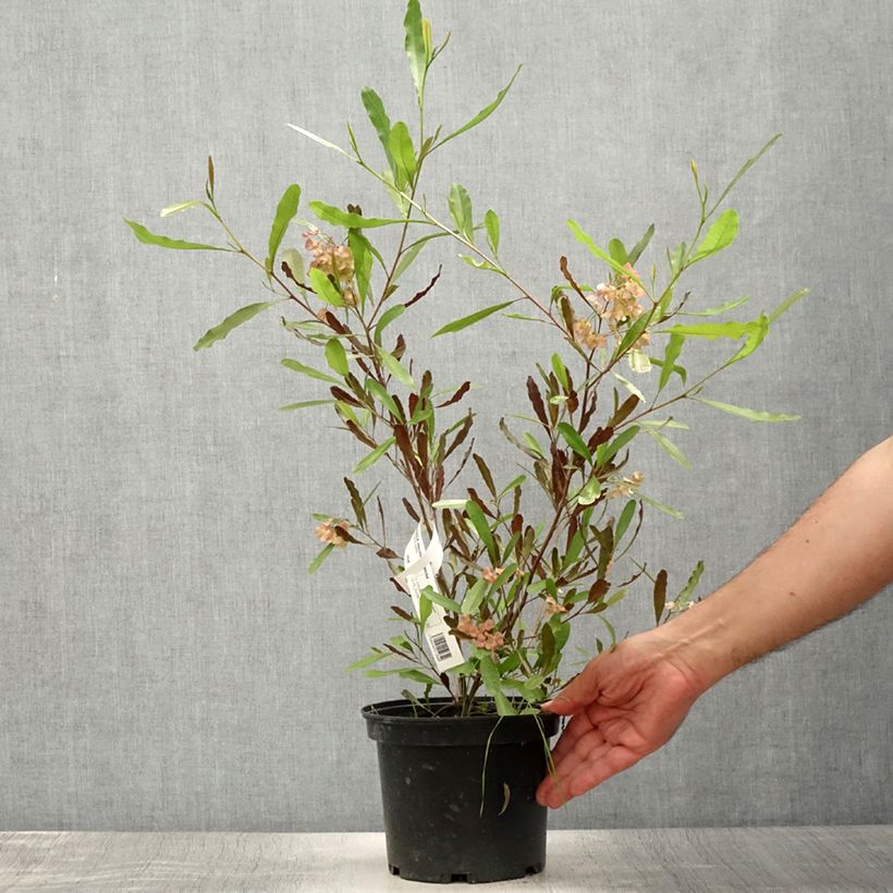 Esemplare di Dodonaea viscosa Purpurea Vaso da 3L/4L consegnato in estate